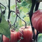 Обзор 55 сортов помидор в теплице в 2018 году