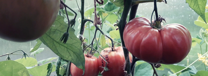 Обзор 55 сортов помидор в теплице в 2018 году