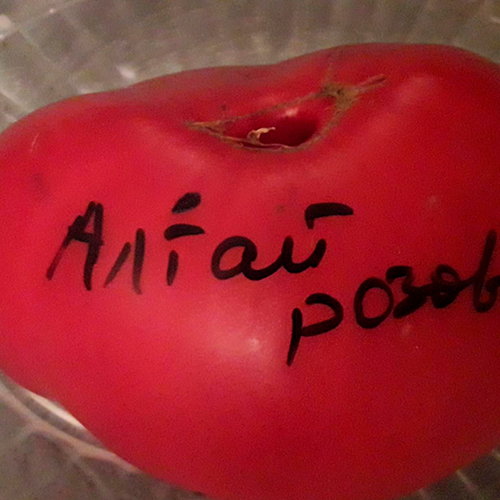 Altayskiy rozovyy2 томат