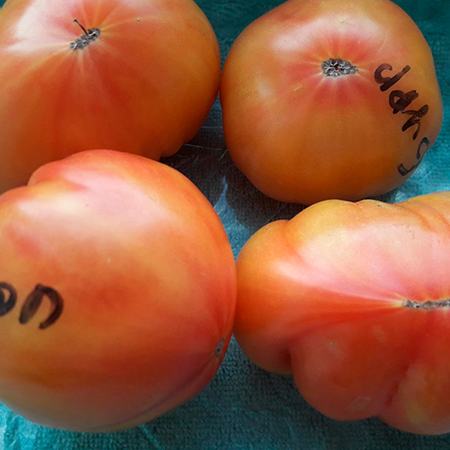 Burrakerskiye lyubimtsy томат