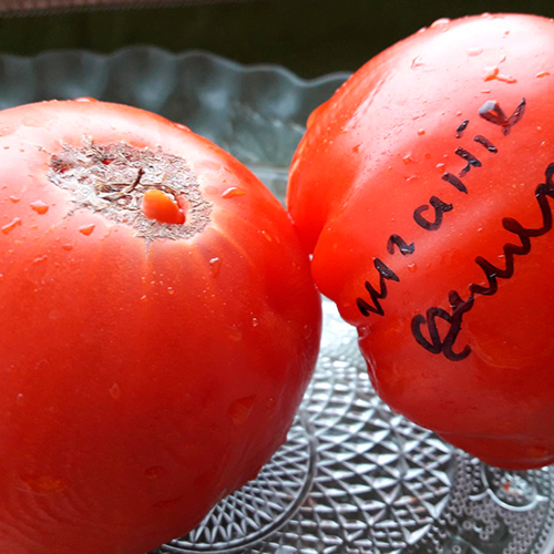 Gigante Delere томат