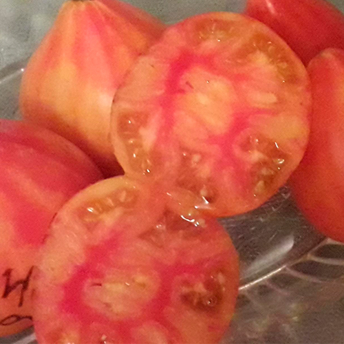Kanadskoye naslediye томат