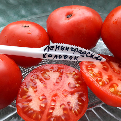 Leningradskiy kholodok томат