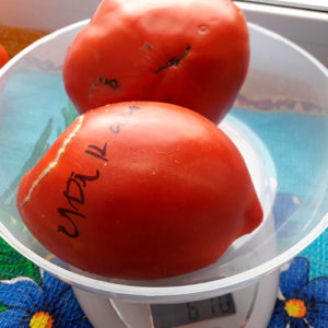 Minusinskiye stakany томат