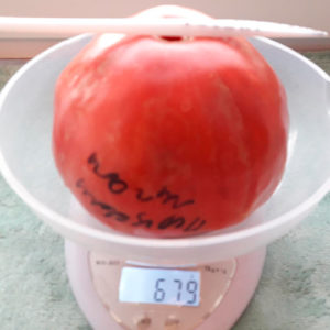 Pertsevidnyy gigant помидор