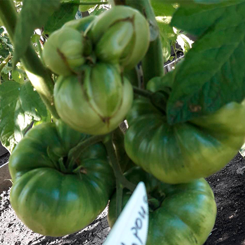 Sibirskaya korona томат