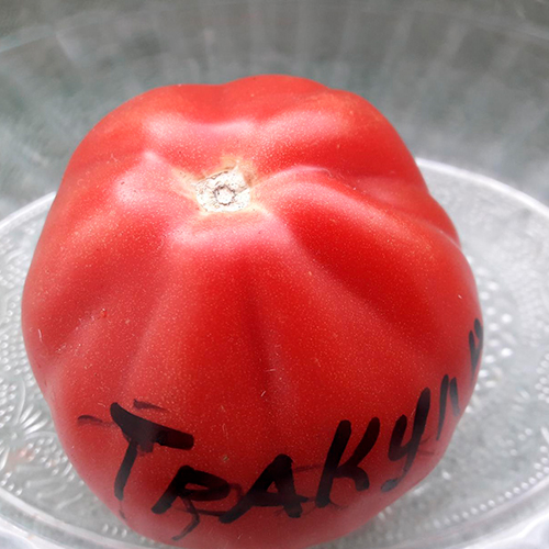 Trakula помидоры