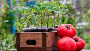 Подготовка и посев семян помидор! Всхожесть 100%