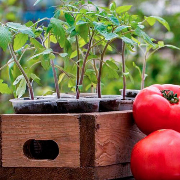 Подготовка и посев семян помидор! Всхожесть 100%