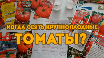 kokda-seyat-tomaty