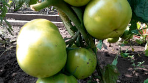 обзор томатов на открытом грунте
