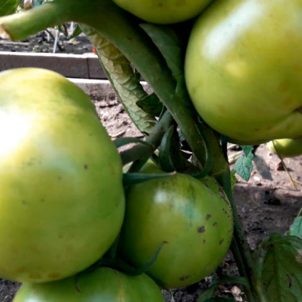 обзор томатов на открытом грунте