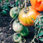 Krupnoplodnyye-tomaty-na-1-avgusta-2019g.-Otkrytyy-grunt.gryadka-1