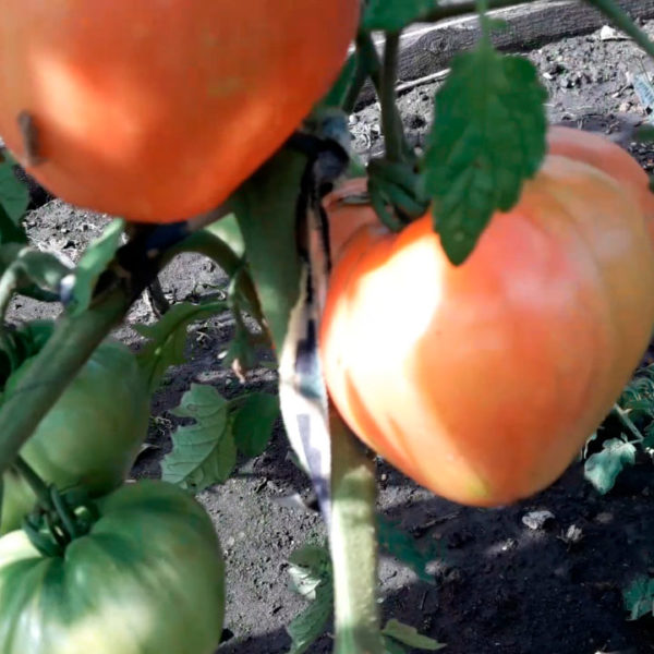 Томаты в открытом грунте 2019! Крупноплодные сорта томатов. грядка 4