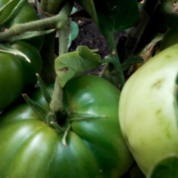 Томаты в открытом грунте 2019! Крупноплодные сорта томатов. грядка 2