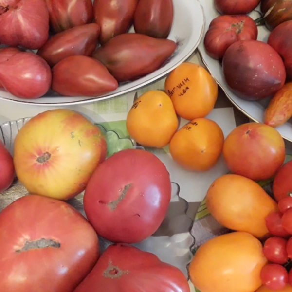 Продажа семян томатов 2019