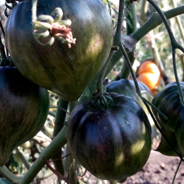 Sort-tomata-Droblonoye-sertse