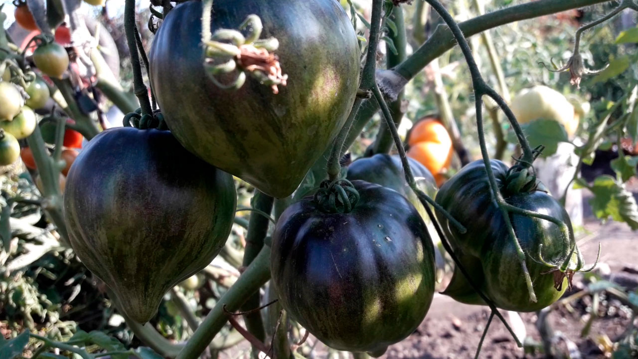 Sort-tomata-Droblonoye-sertse
