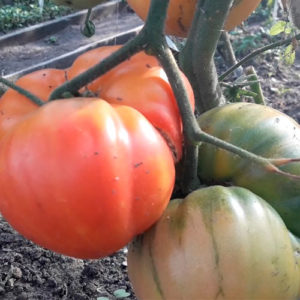 Sort-tomata-Greĭpfrut-bikolo