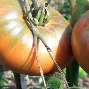 sort-tomata-shayba