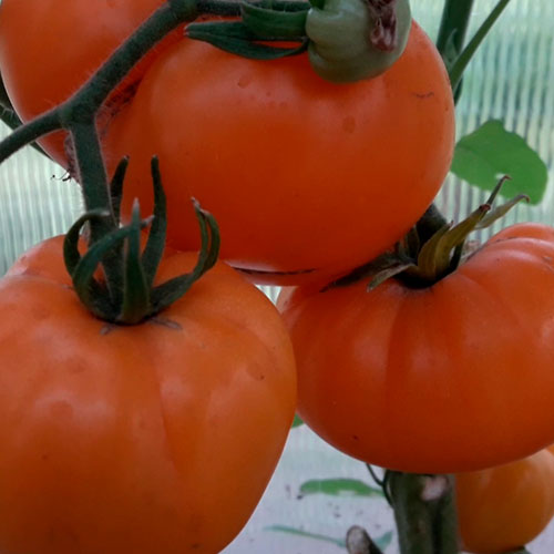 Sort-tomata-Letniy-Sidr