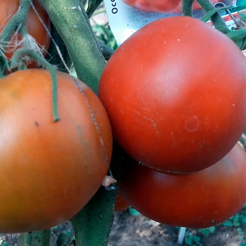 Sort-tomata-sibirskiy-medved_site