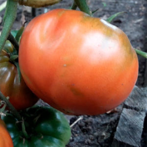 sort-tomata-leningradskiy-gigant