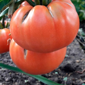sort-tomata-rozovoye-utro_tovar