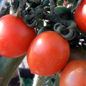tomat-Prints-Borgize