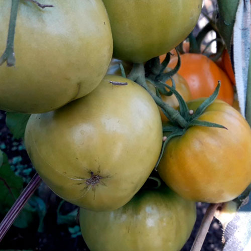 Sort-tomata-Lisonok