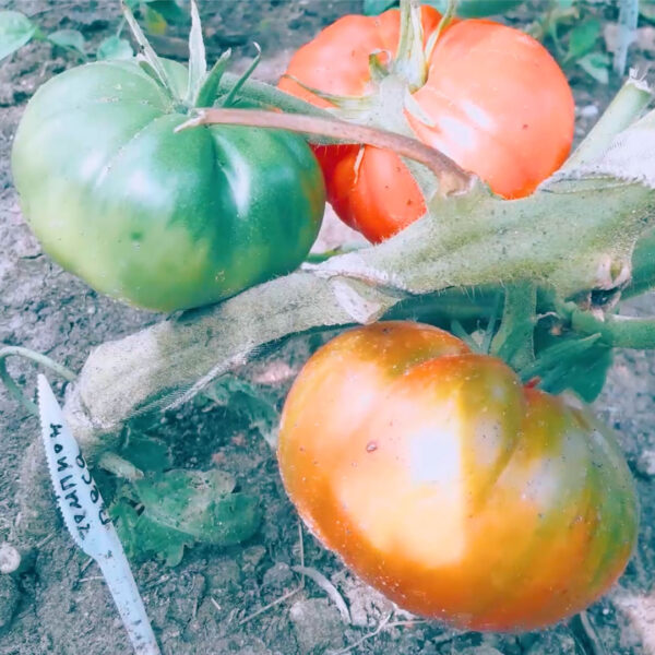 tomat Chempion Vesa