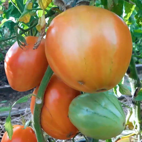 Tomat-Gollandskiye
