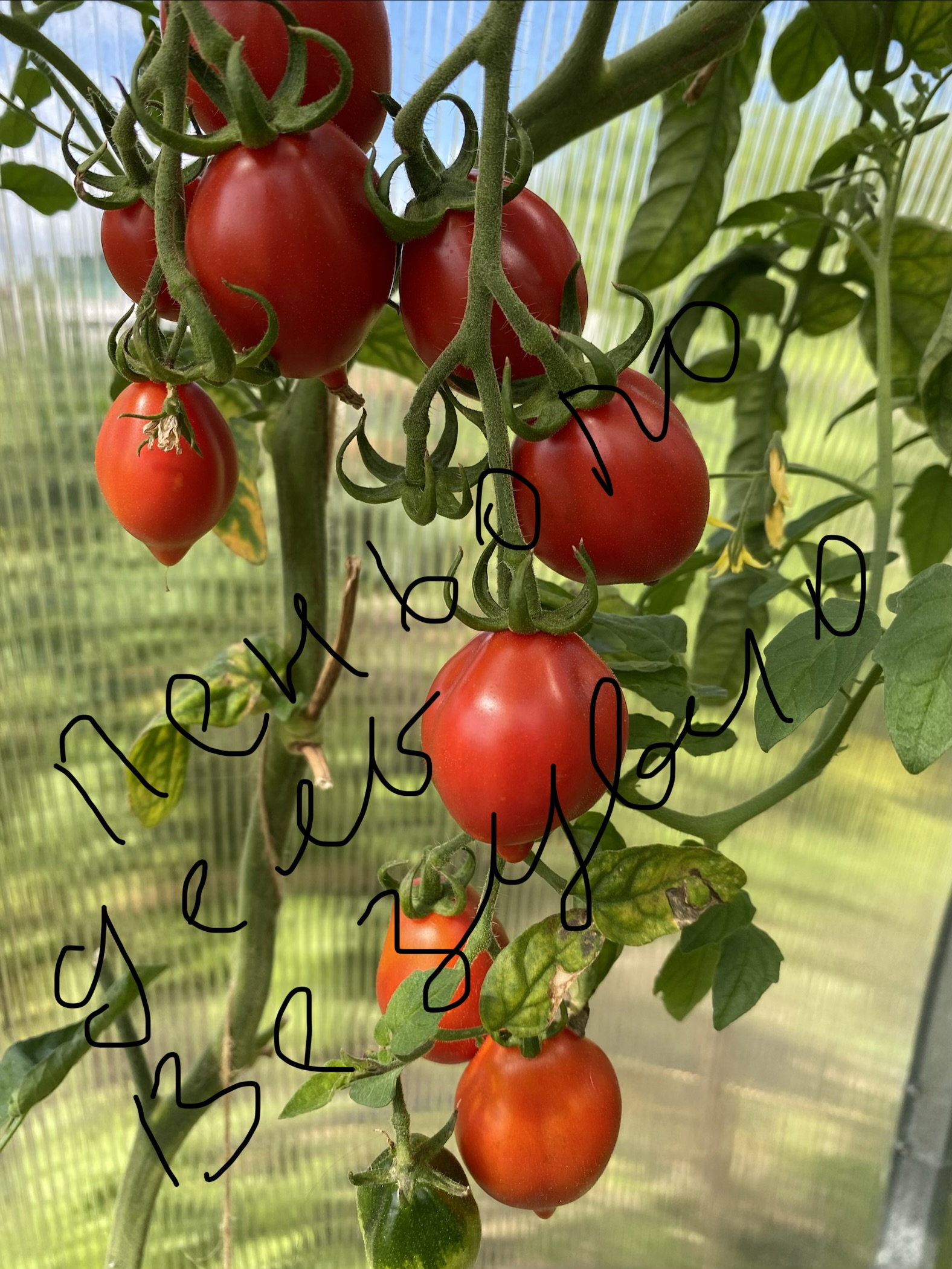 Пньоло Дель визувио красный