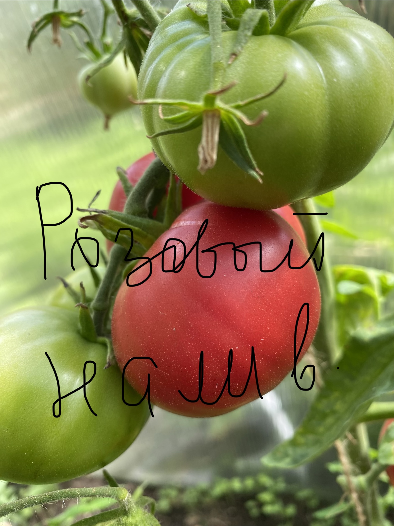 Розовый налив